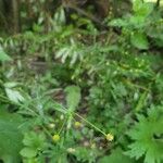 Ranunculus abortivus Blodyn