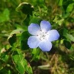 Nemophila phacelioides Цвят