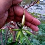 Bauhinia acuminata Sonstige