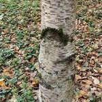 Betula tianschanica Bark