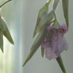Thalia geniculata Blüte