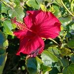 Hibiscus rosa-sinensisBlüte