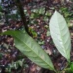 Leonia sphaerocarpa 葉