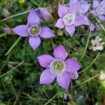 Gentianella germanica Цвят