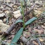 Neotinea maculata Цвят