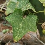 Bryonia verrucosa Hoja