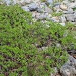 Salix breviserrata Libunga