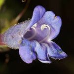 Penstemon laetus Flor