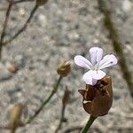 Petrorhagia prolifera Λουλούδι