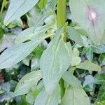 Antirrhinum australe Leaf