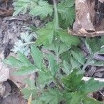 Artemisia vulgarisLeaf