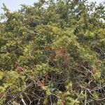 Juniperus macrocarpa Blad