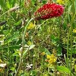 Trifolium incarnatumFlower