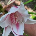 Crinum macowaniiBloem