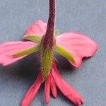 Pelargonium inquinans Flower