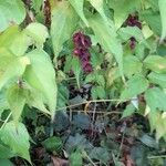 Leycesteria formosa Fula