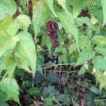 Leycesteria formosa Flower