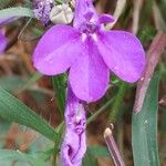 Lobelia erinus Flor