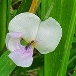 Vigna vexillata Blüte