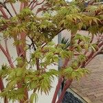 Acer japonicum Ліст