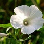 Malope trifida Blomst