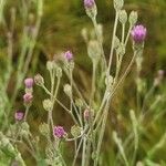 Gutenbergia rueppellii Flor