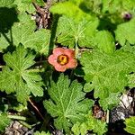 Modiola caroliniana Flower