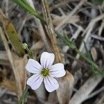 Petrorhagia saxifraga Цвят