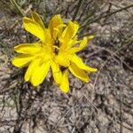 Launaea fragilis Flower