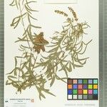 Crotalaria bernieri Other