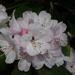 Rhododendron uvariifolium Flor
