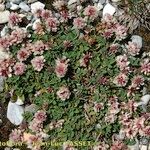 Trifolium thalii Habit