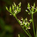 Conopodium majus Fruit