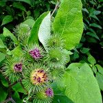 Arctium lappa Vaisius