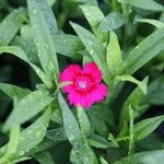 Dianthus spp. Цветок