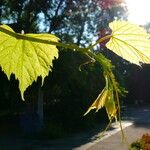 Vitis amurensis Leaf