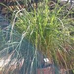 Cymbopogon citratus Лист