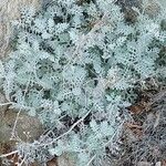 Artemisia caerulescens Hoja