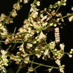 Leptolobium panamense Flower