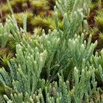 Lycopodium × oellgaardii Habit