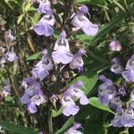 Salvia × auriculata