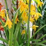 Cymbidium devonianum অভ্যাস