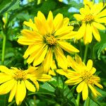 Silphium perfoliatum Çiçek