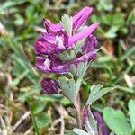 Corydalis pumila Flower