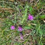 Cirsium palustreFlor