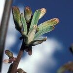 Homalolepis cedron Flower