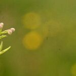 Galium parisiense Fruit