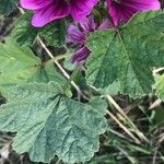 Malva sylvestris Leaf