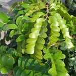 Caesalpinia echinata Hoja