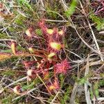 Drosera anglica Folha